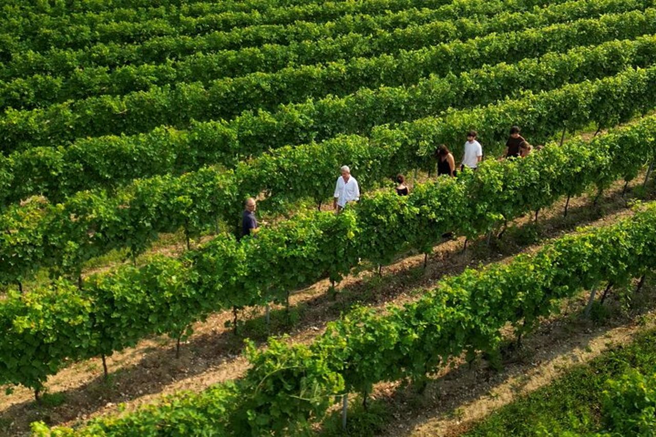 Bardolino: tour dei vigneti, degustazione di vino, olio e cibo — 8