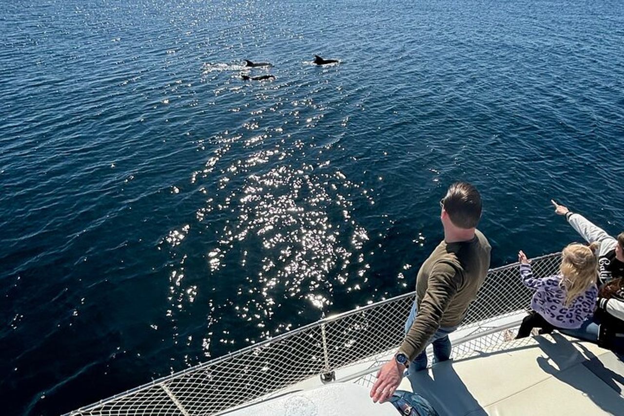 Escursione di 2 ore alla ricerca dei delfini/bevande e snack — 4