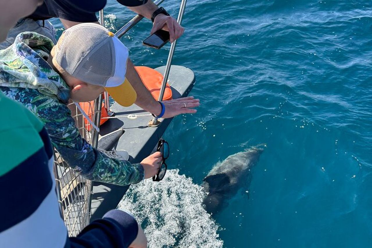 Escursione di 2 ore alla ricerca dei delfini/bevande e snack — 6