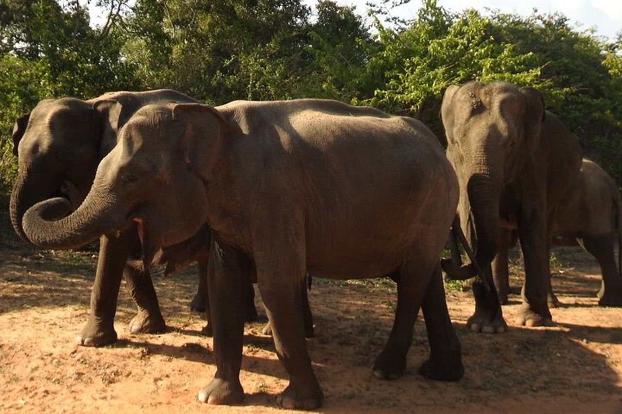 Safari Yala da Ella e Drop Off Mirissa Tangalle e Galle — 4