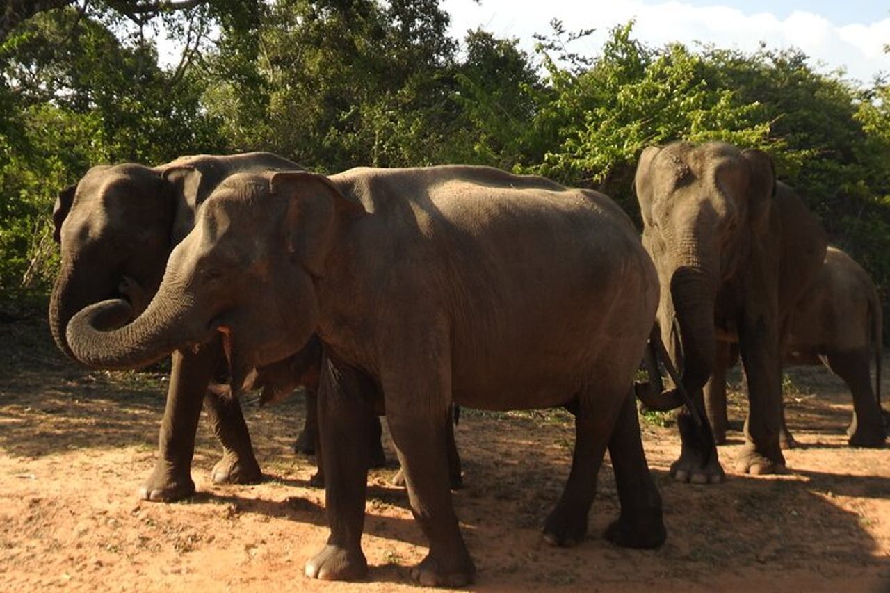 Safari Yala da Ella e Drop Off Mirissa Tangalle e Galle — 7