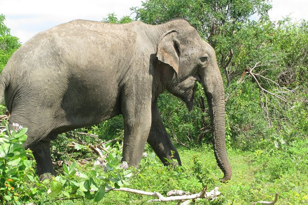 Safari Yala da Ella e Drop Off Mirissa Tangalle e Galle — 8