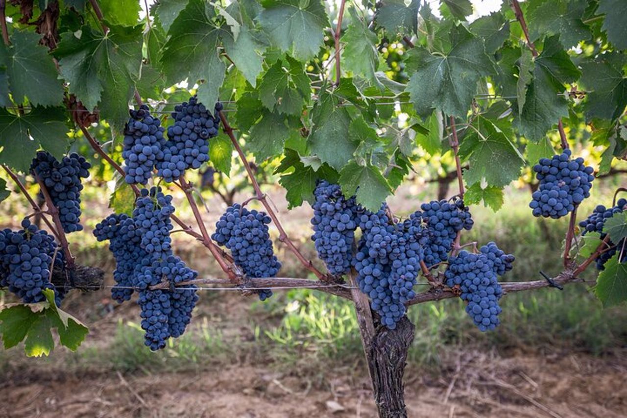 Passeggiata del Vino Brunello e Supertuscan — 4