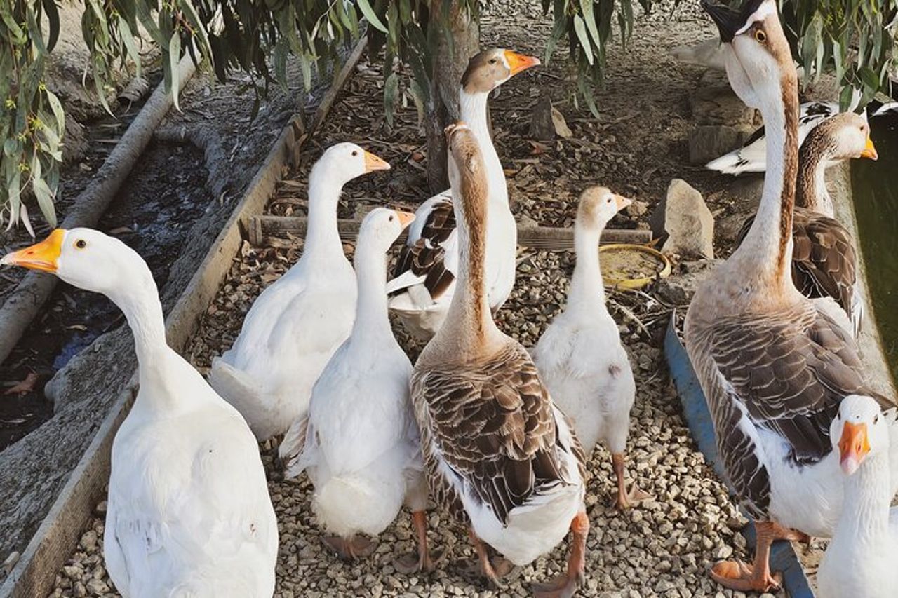 Esperienza di vigneto in campagna a Durazzo con abbinamento vino & cibo — 4
