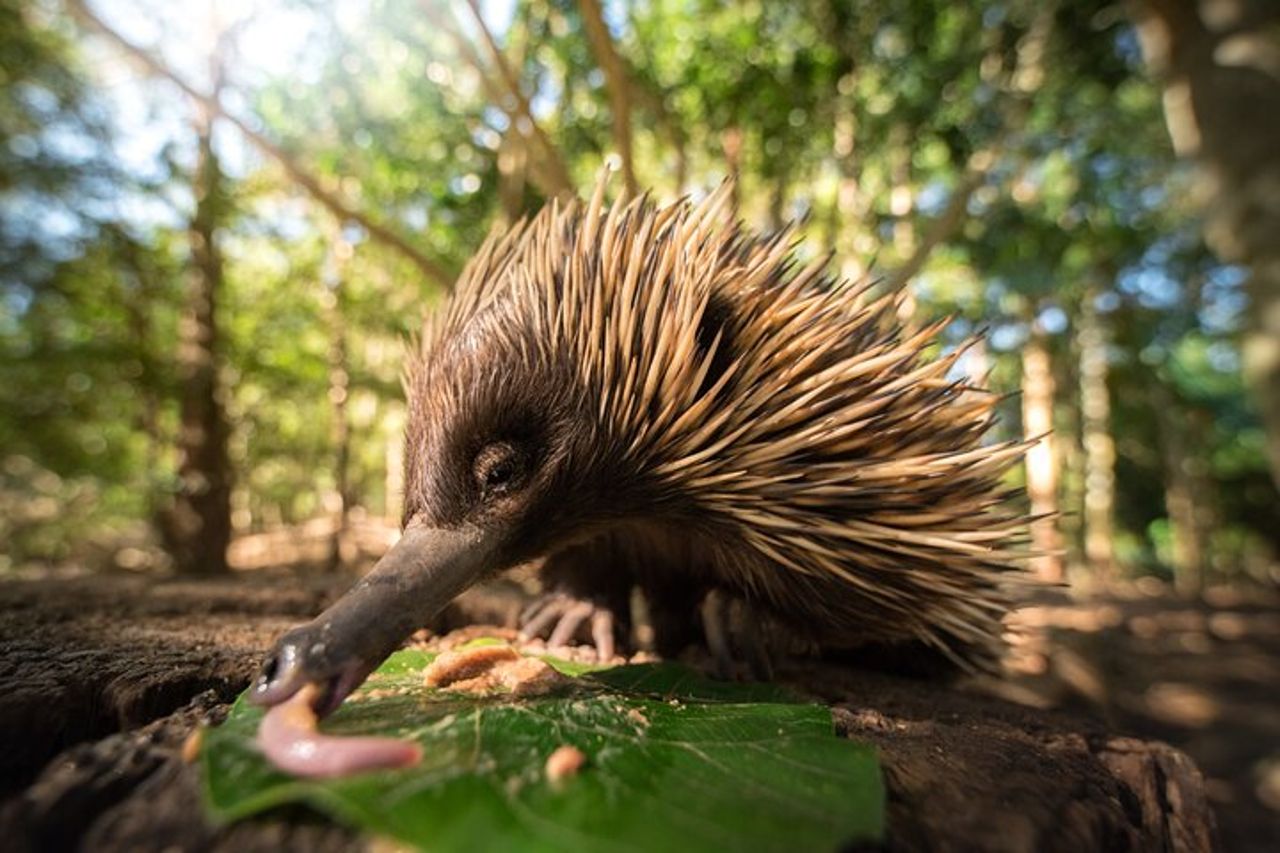 Gita di un giorno allo zoo australiano da Brisbane — 4