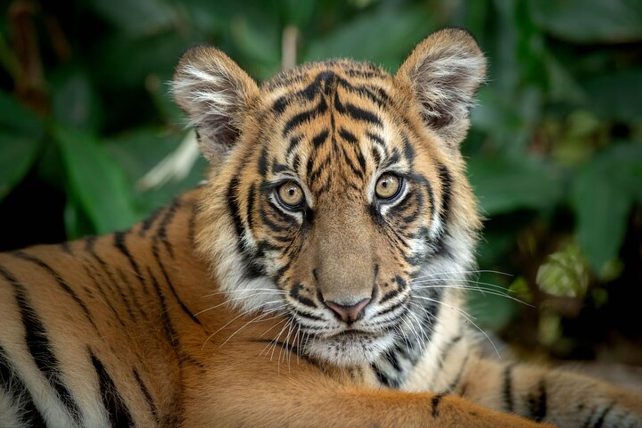 Gita di un giorno allo zoo australiano da Brisbane — 8
