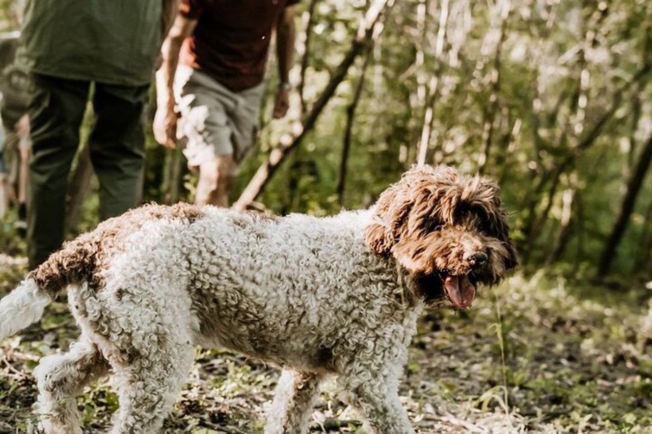Alla ricerca del Tartufo d'Alba - La caccia più autentica — 6