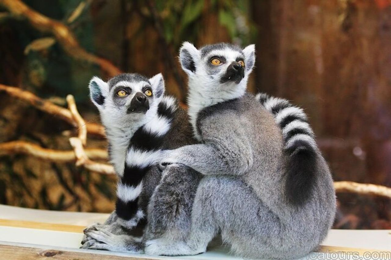 Tour della fauna selvatica del Madagascar 14D / 13N — 7