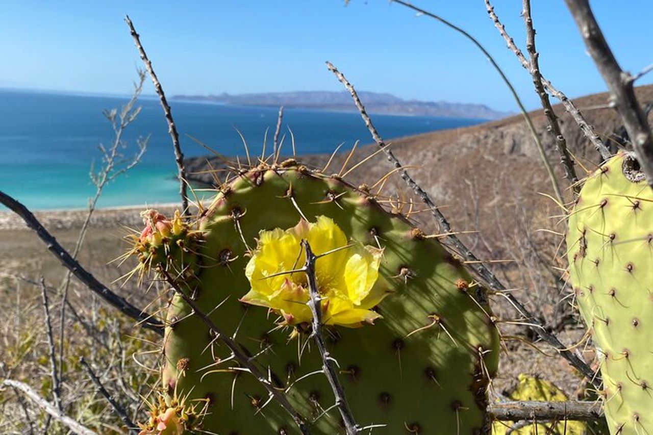 Escursione La Paz Balandra Overlook "La spiaggia più bella di MX!" — 5