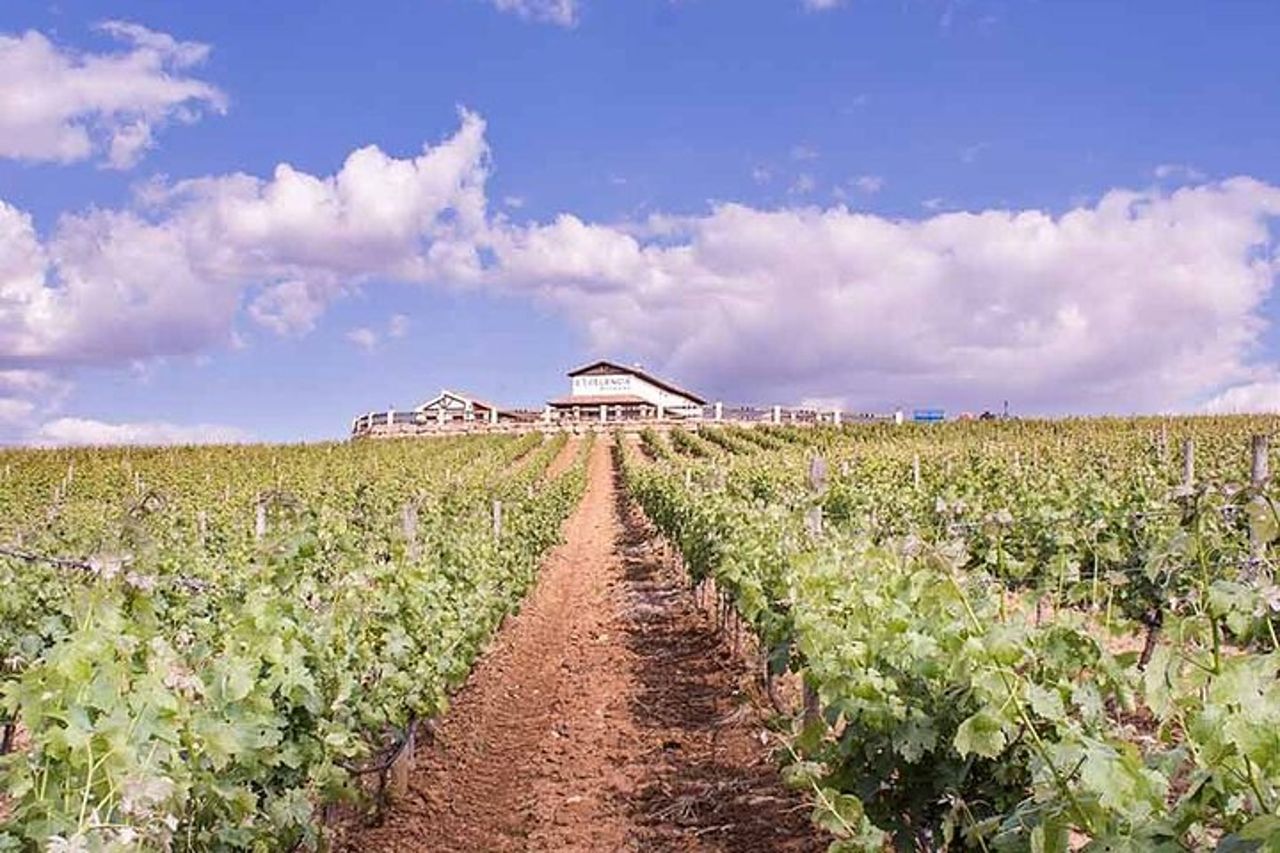 Degustazione di vino Ronda con tapas in un vigneto panoramico