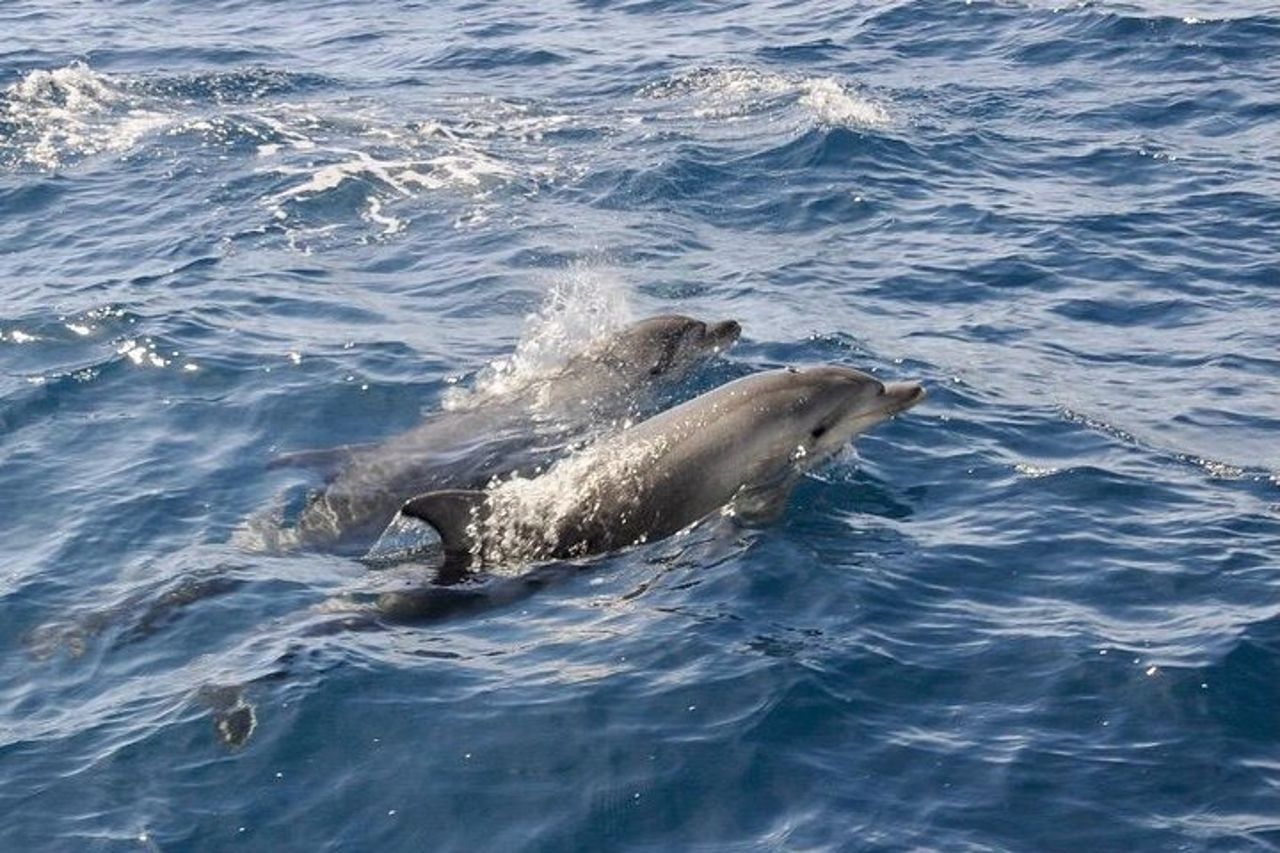 Avvistamento delfini nel Golfo di Olbia