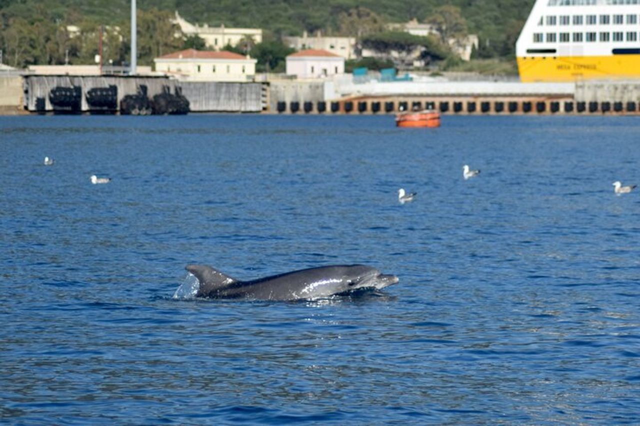 Avvistamento delfini nel Golfo di Olbia — 2