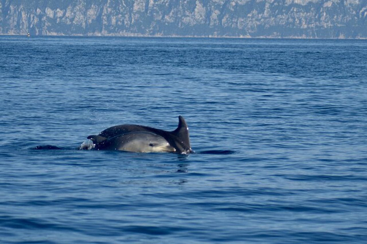 Avvistamento delfini nel Golfo di Olbia — 3