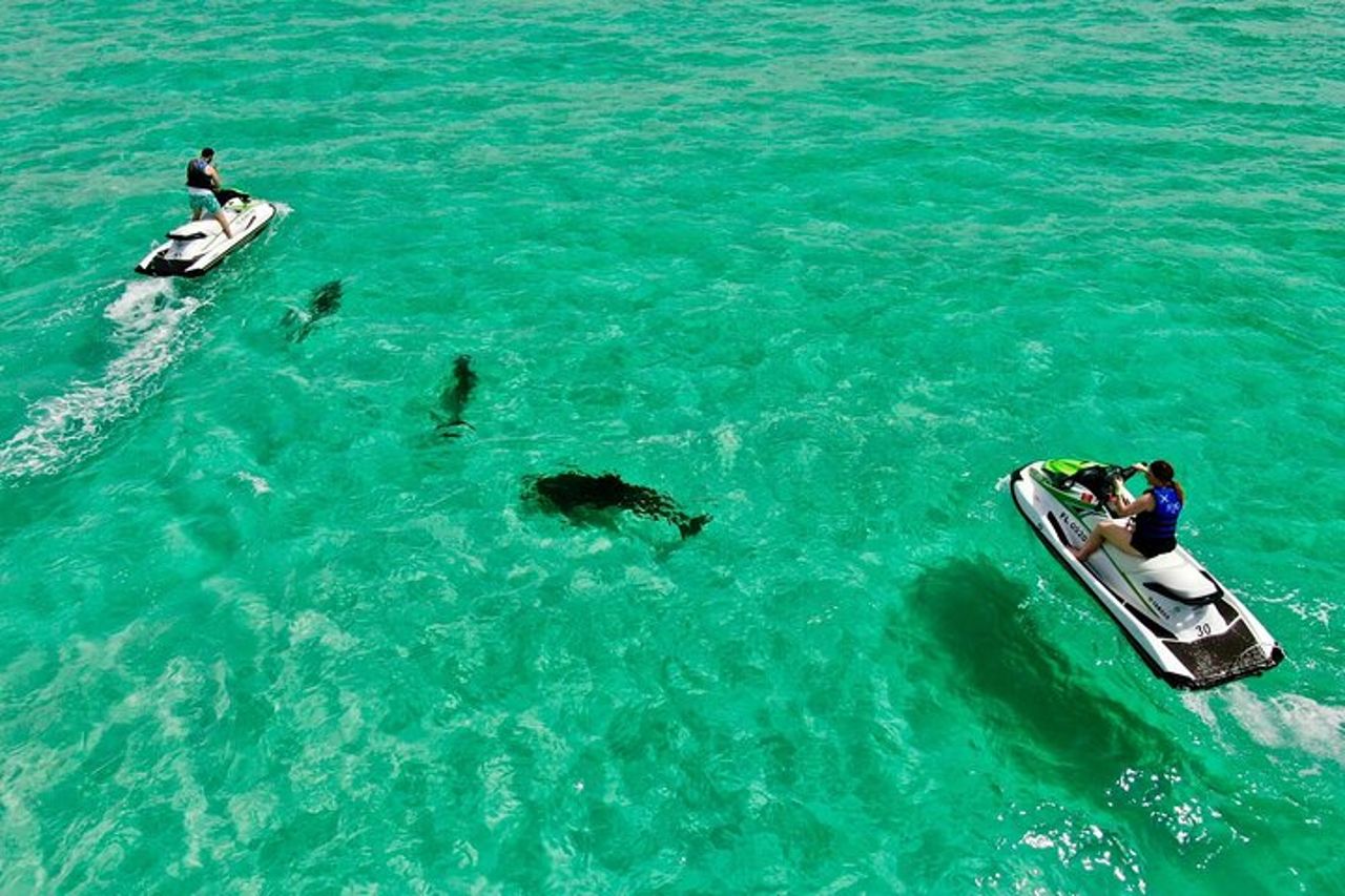 Tour dei delfini con moto d'acqua da 2 passeggeri dagli sport acquatici di Gilligan — 2