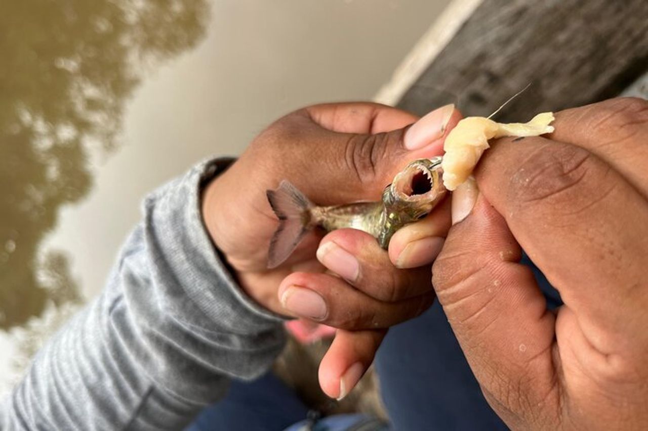 Pesca Piranha nella giungla amazzonica — 6