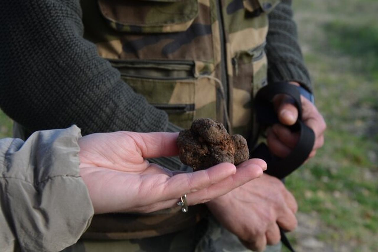 Ricerca tartufo pranzo con degustazione a Castellina in Chianti — 2