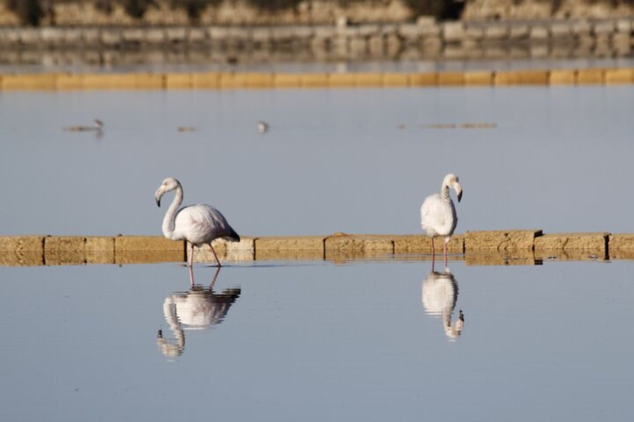 Birdwatching alle Saline Maria Stella di Trapani — 3