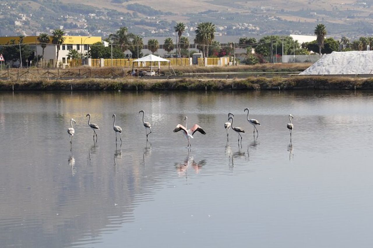 Birdwatching alle Saline Maria Stella di Trapani — 6