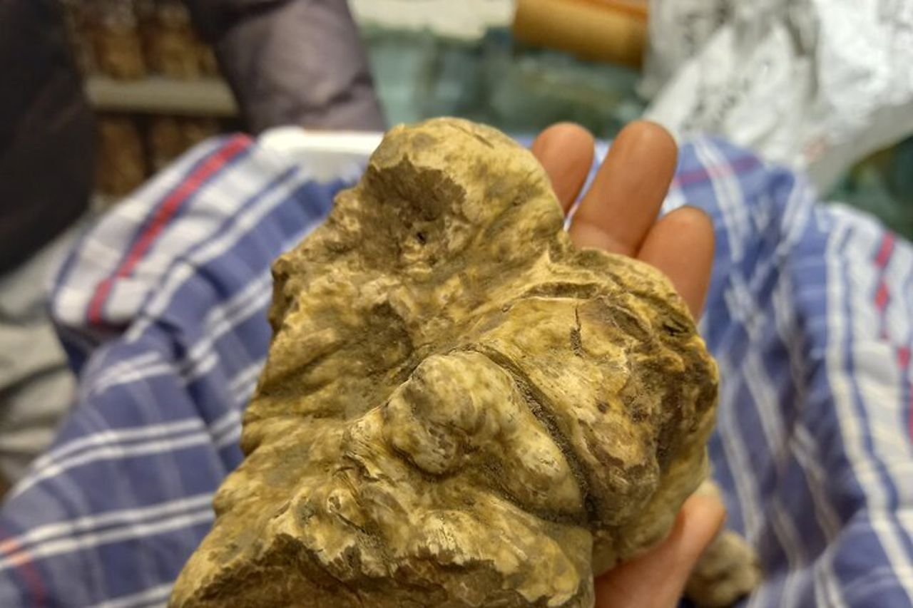 Tour a piedi di Alba: prodotti al tartufo e nocciole — 3