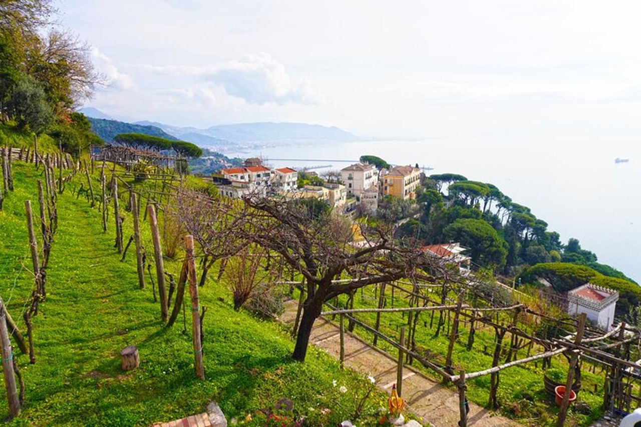 Tour Vino nel Cilento con sommelier professionista
