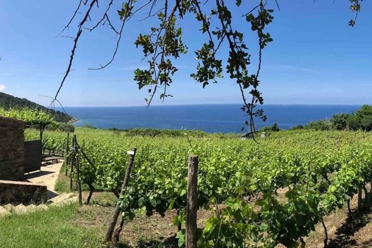 Tour Vino nel Cilento con sommelier professionista — 2
