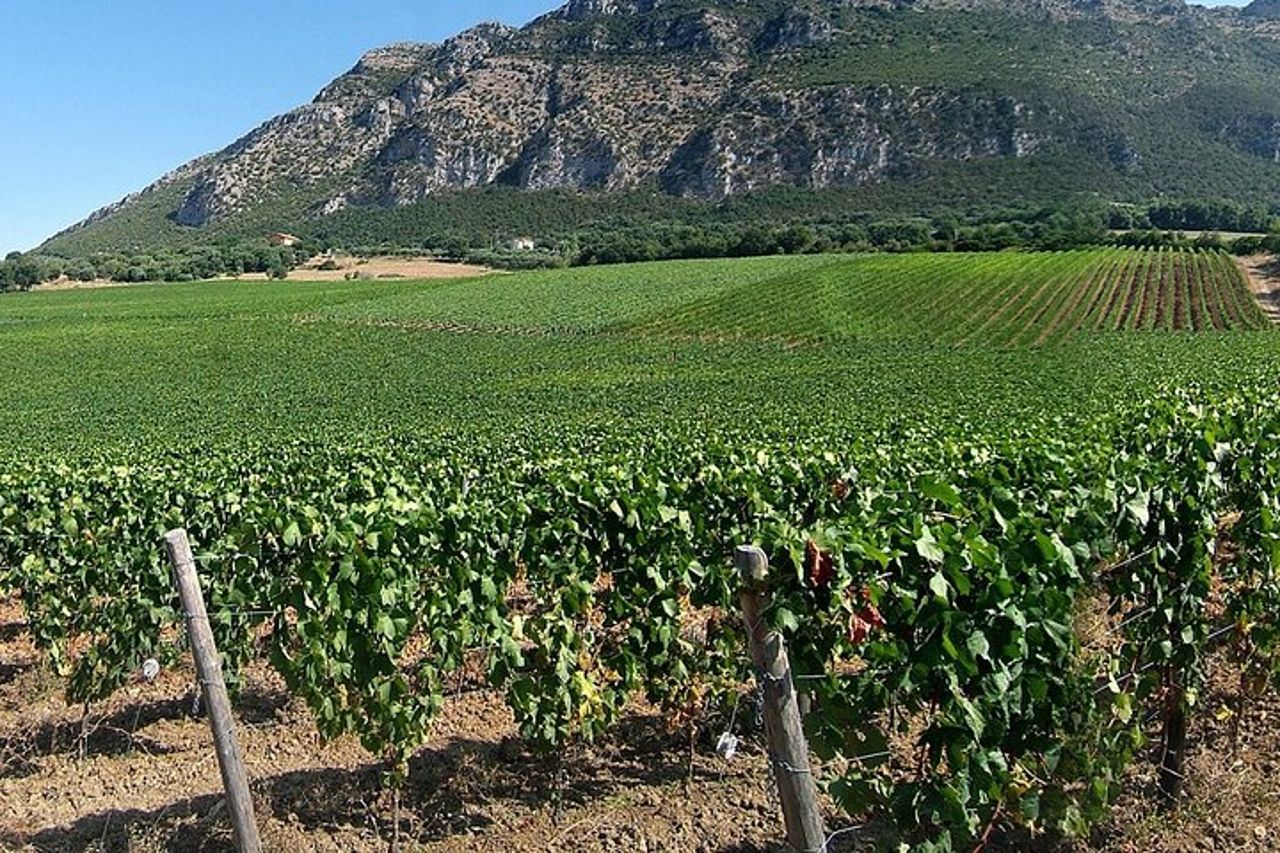Tour Vino nel Cilento con sommelier professionista — 3