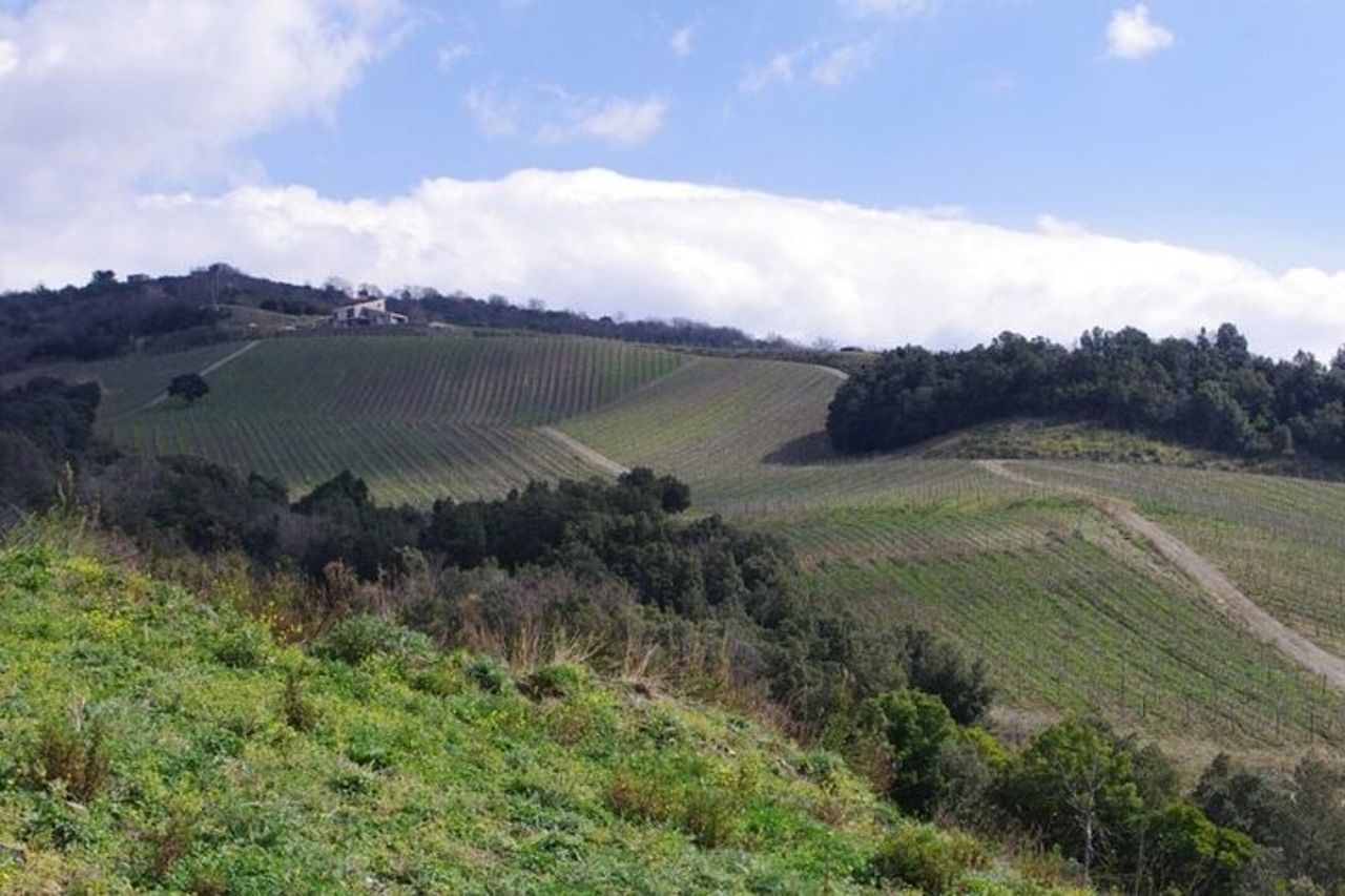 Tour Vino nel Cilento con sommelier professionista — 4