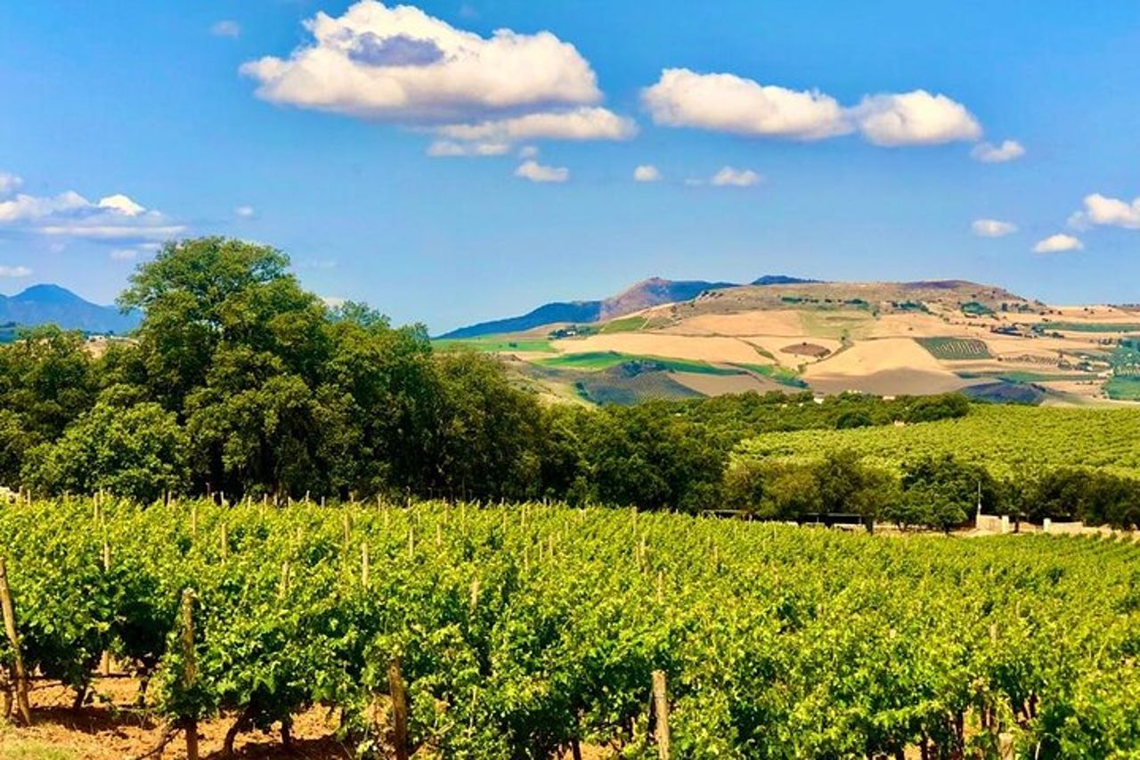 Degustazione di vino Ronda con tapas in un vigneto panoramico — 2