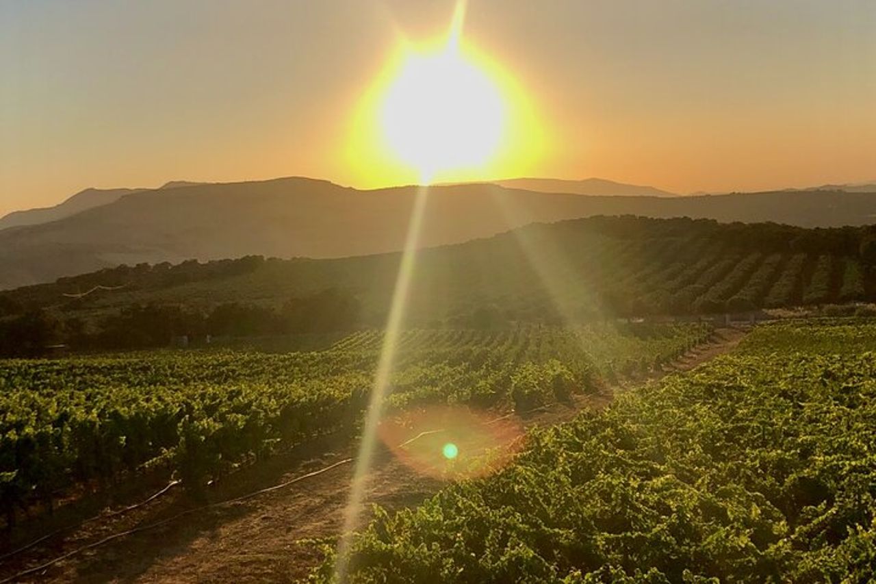 Degustazione di vino Ronda con tapas in un vigneto panoramico — 3