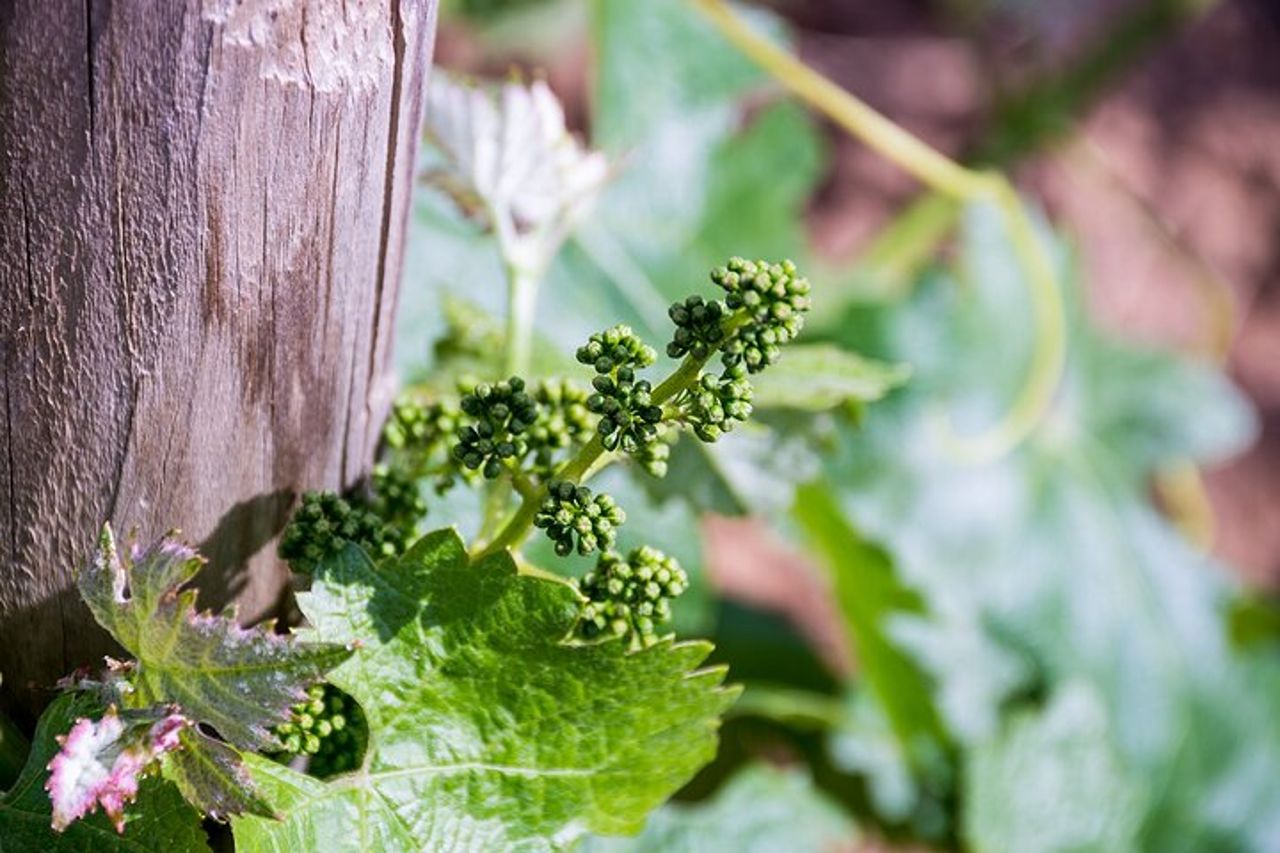 Degustazione di vino Ronda con tapas in un vigneto panoramico — 8