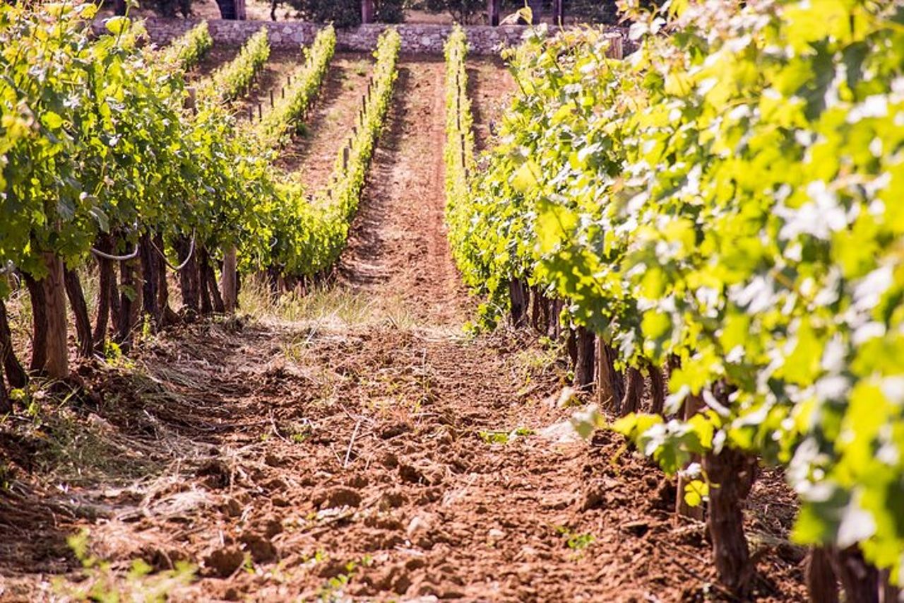 Degustazione di vino Ronda con tapas in un vigneto panoramico — 9