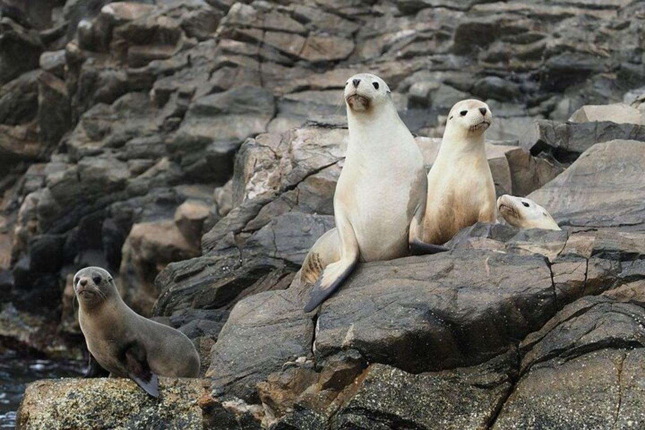 Kangaroo Island Ultimate Adventure Tour in partenza da Kingscote — 3