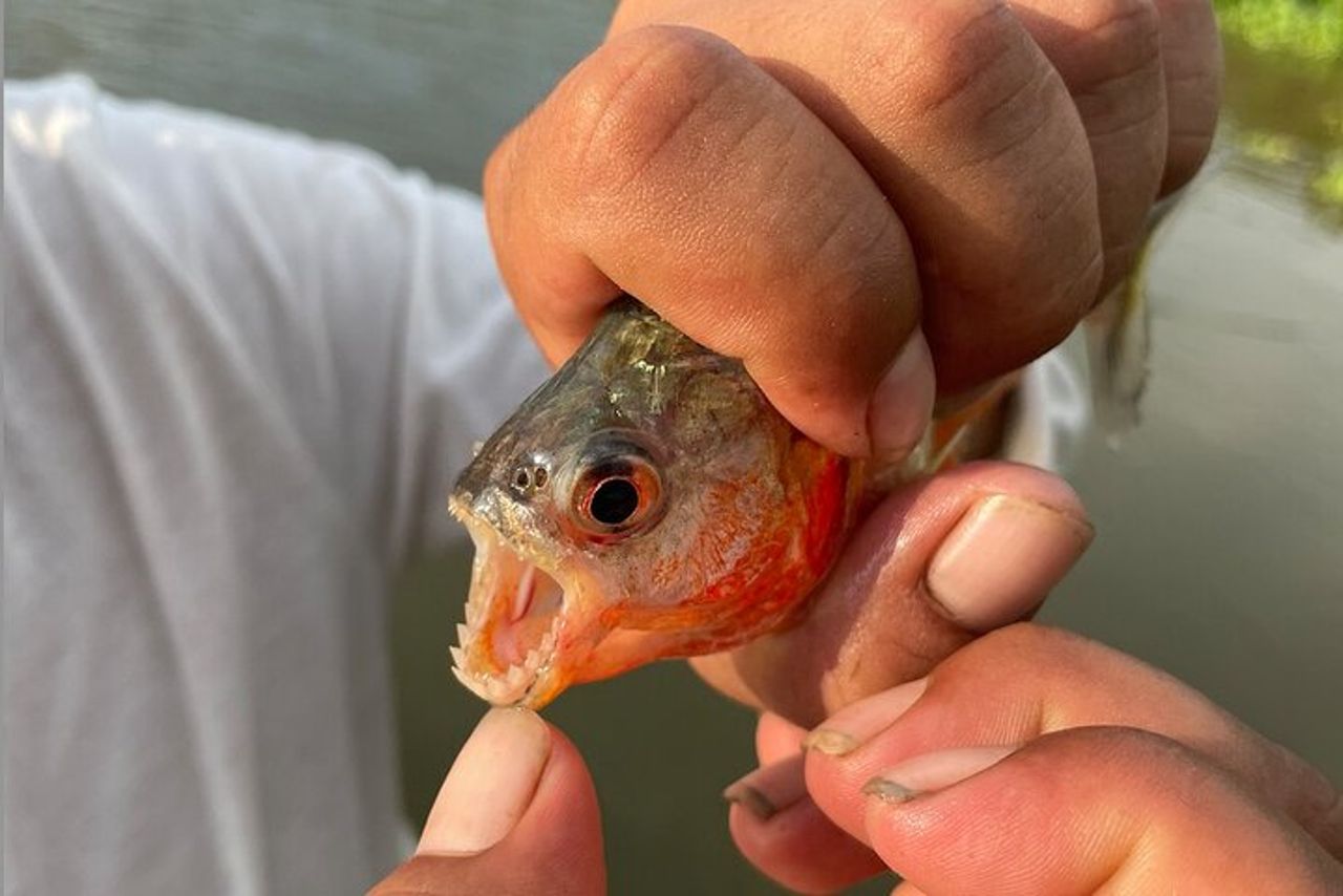 Tour guidato della giungla all-inclusive di 3 giorni da Iquitos — 8