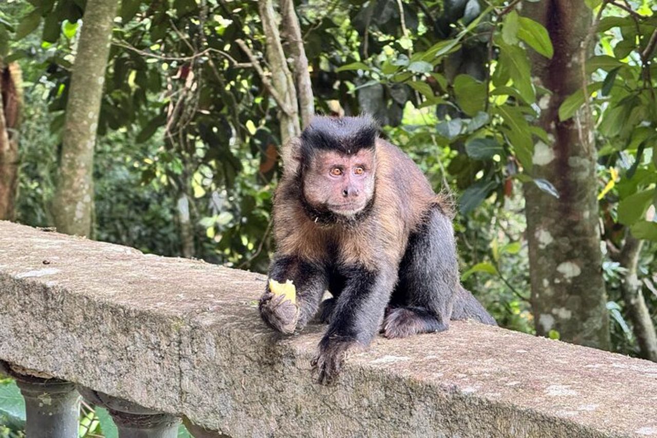 Nuota sotto le cascate di Tijuca — Escursioni, grotte, fauna selvatica e viste di Rio — 8