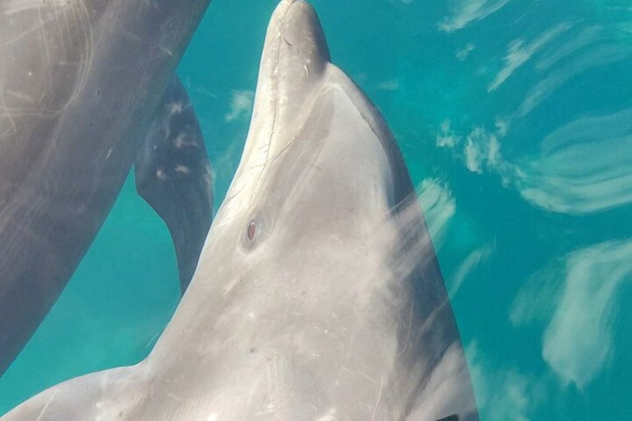 Visita all'isola di Coronado e nuoto con i leoni marini — 8