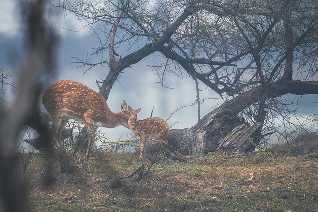 Safari nel Parco Nazionale di Ranthambore con Guida (Zingaro e Canter) — 4