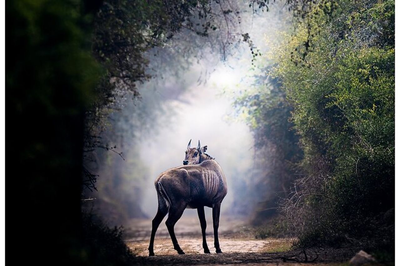 Safari nel Parco Nazionale di Ranthambore con Guida (Zingaro e Canter) — 5