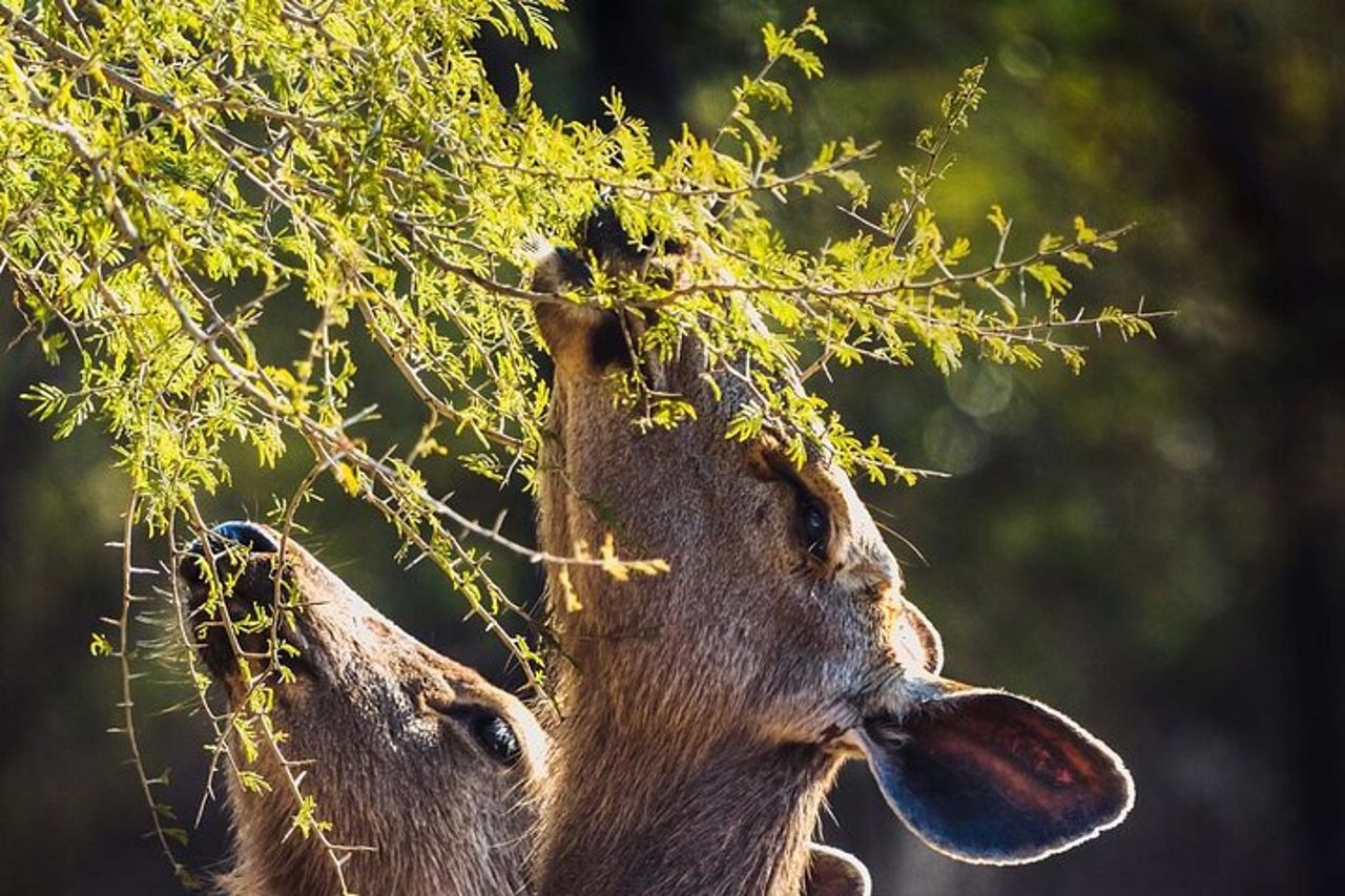 Safari nel Parco Nazionale di Ranthambore con Guida (Zingaro e Canter) — 6