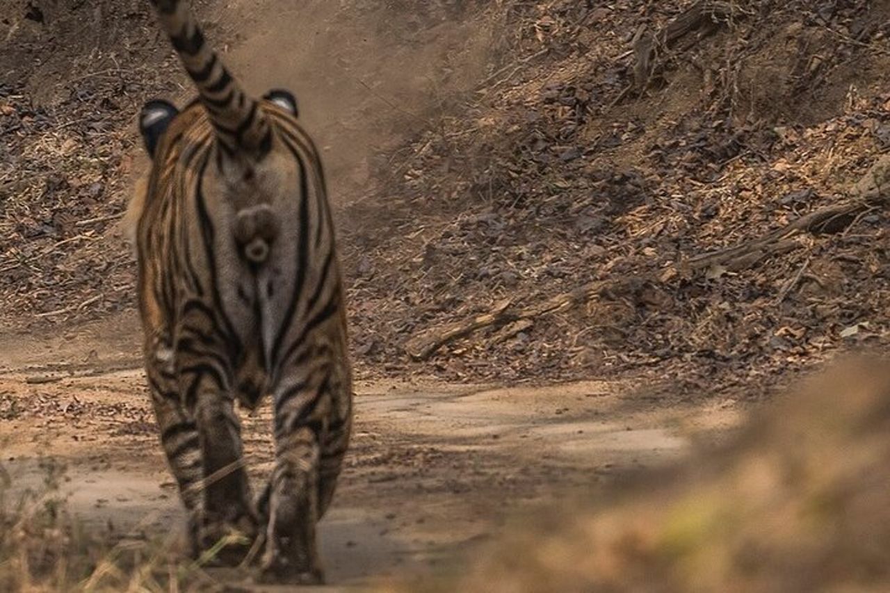 Safari nel Parco Nazionale di Ranthambore con Guida (Zingaro e Canter) — 7