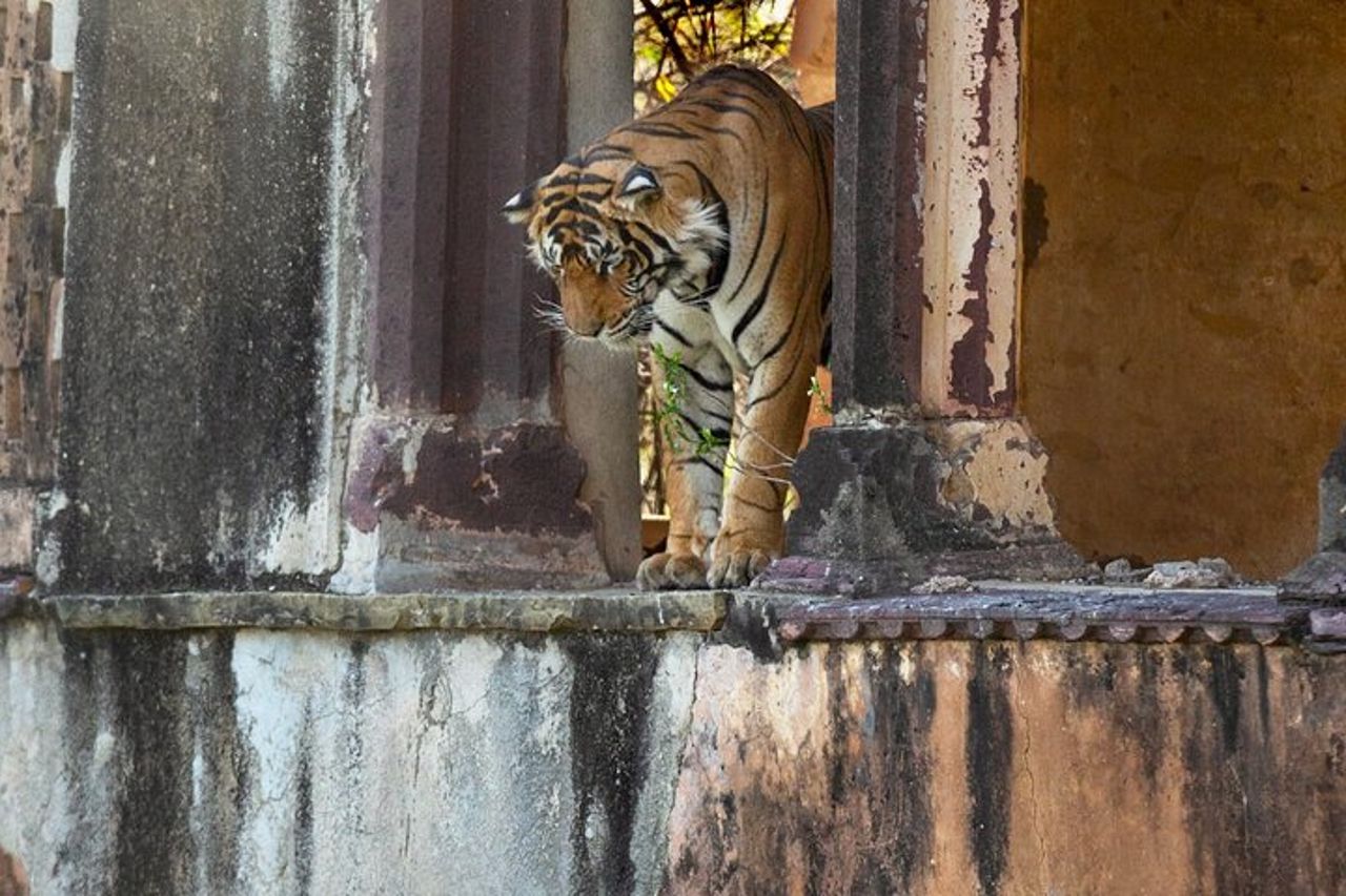 Safari nel Parco Nazionale di Ranthambore con Guida (Zingaro e Canter) — 8