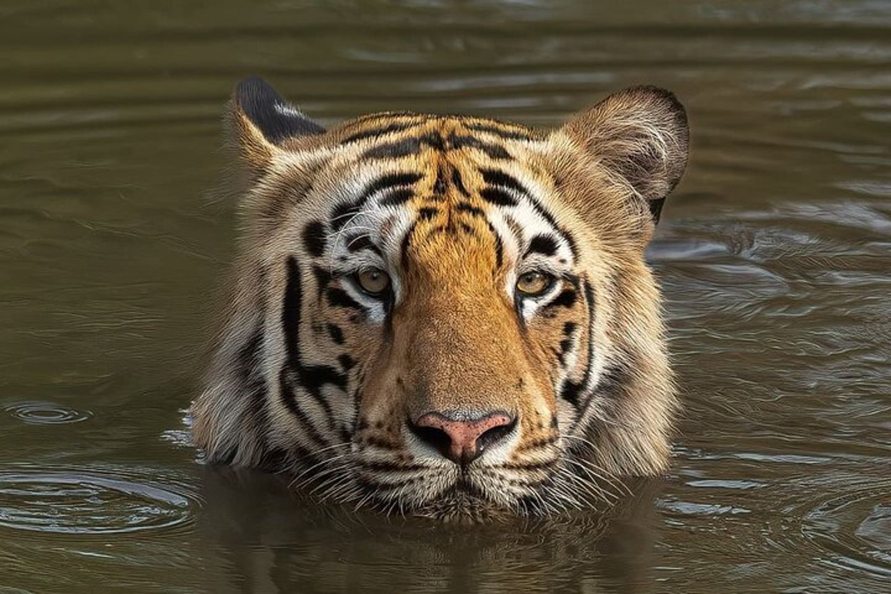 Safari nel Parco Nazionale di Ranthambore con Guida (Zingaro e Canter) — 9