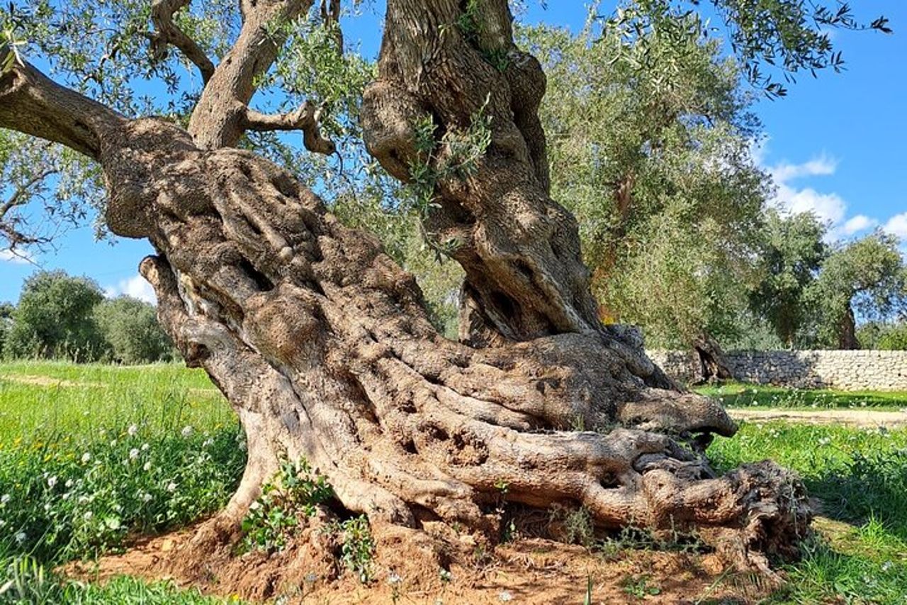 Tour dell'Olio — 2