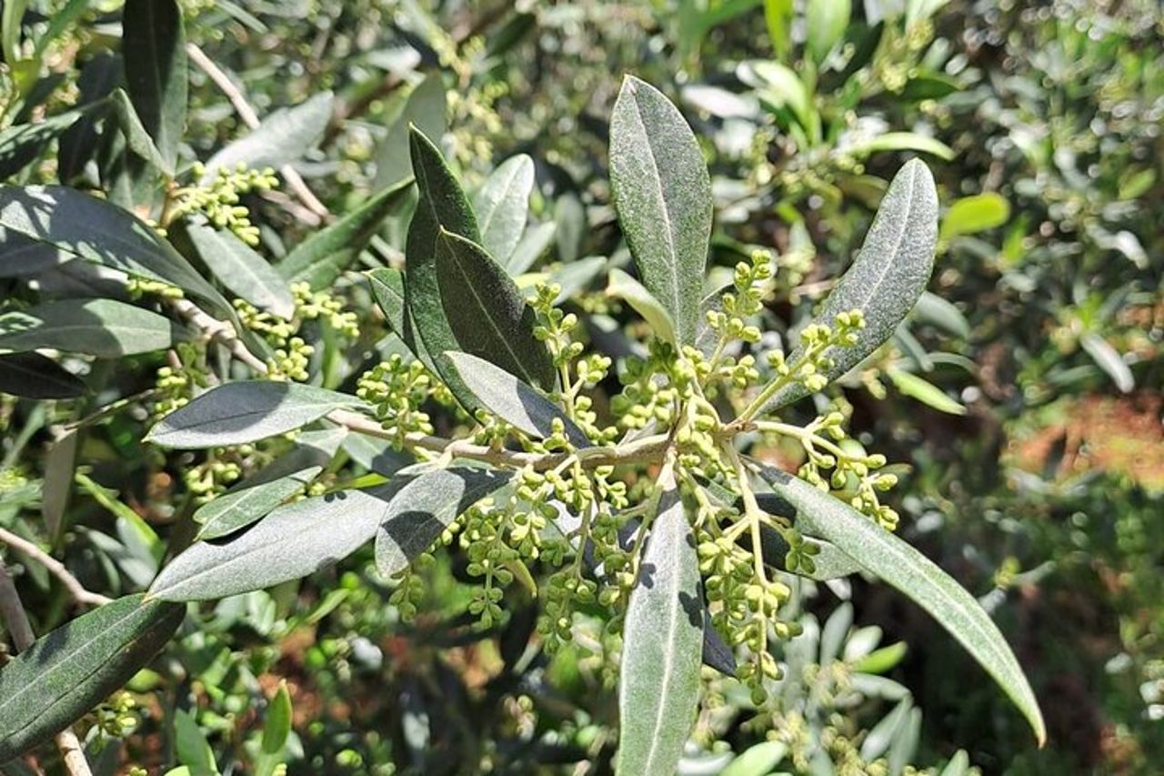 Tour dell'Olio — 4