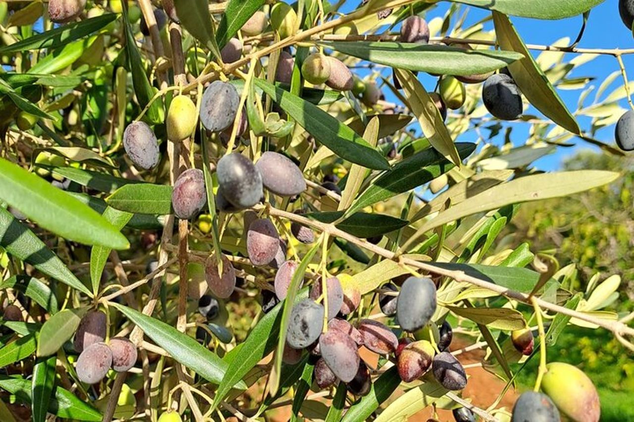 Tour dell'Olio — 6