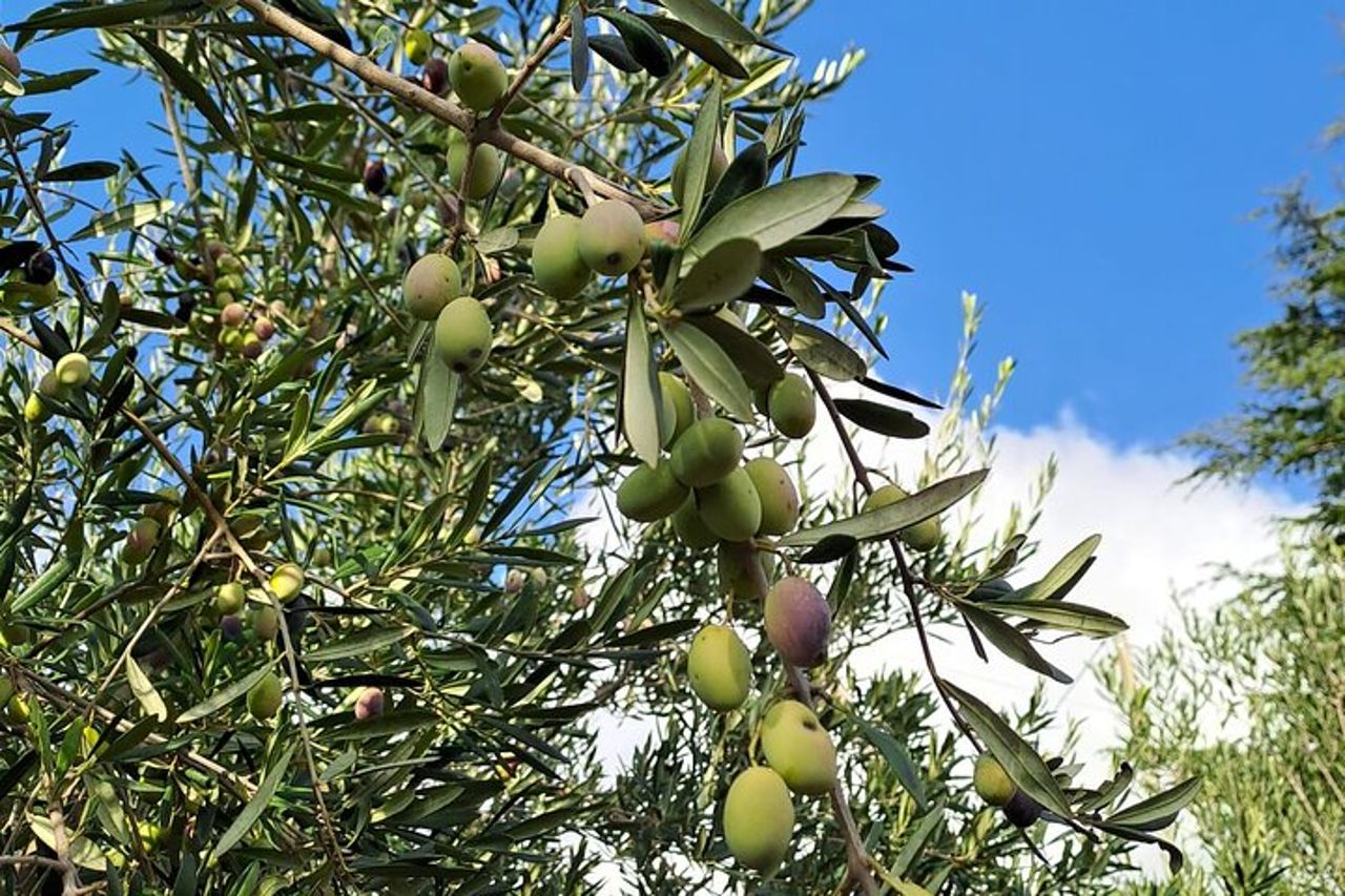 Tour dell'Olio — 7