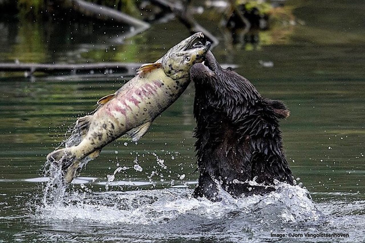 Tour privato personalizzato di 4 ore di Ketchikan (14 persone) Fauna selvatica + Altro — 3