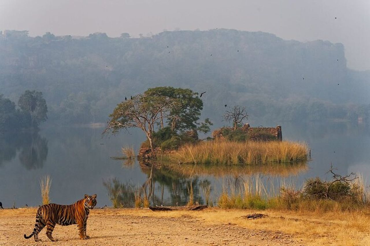 Safari nel Parco Nazionale di Ranthambore con Guida (Zingaro e Canter)