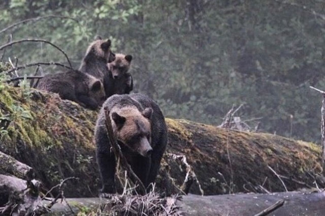Tour privato personalizzato di 4 ore di Ketchikan (14 persone) Fauna selvatica + Altro — 4