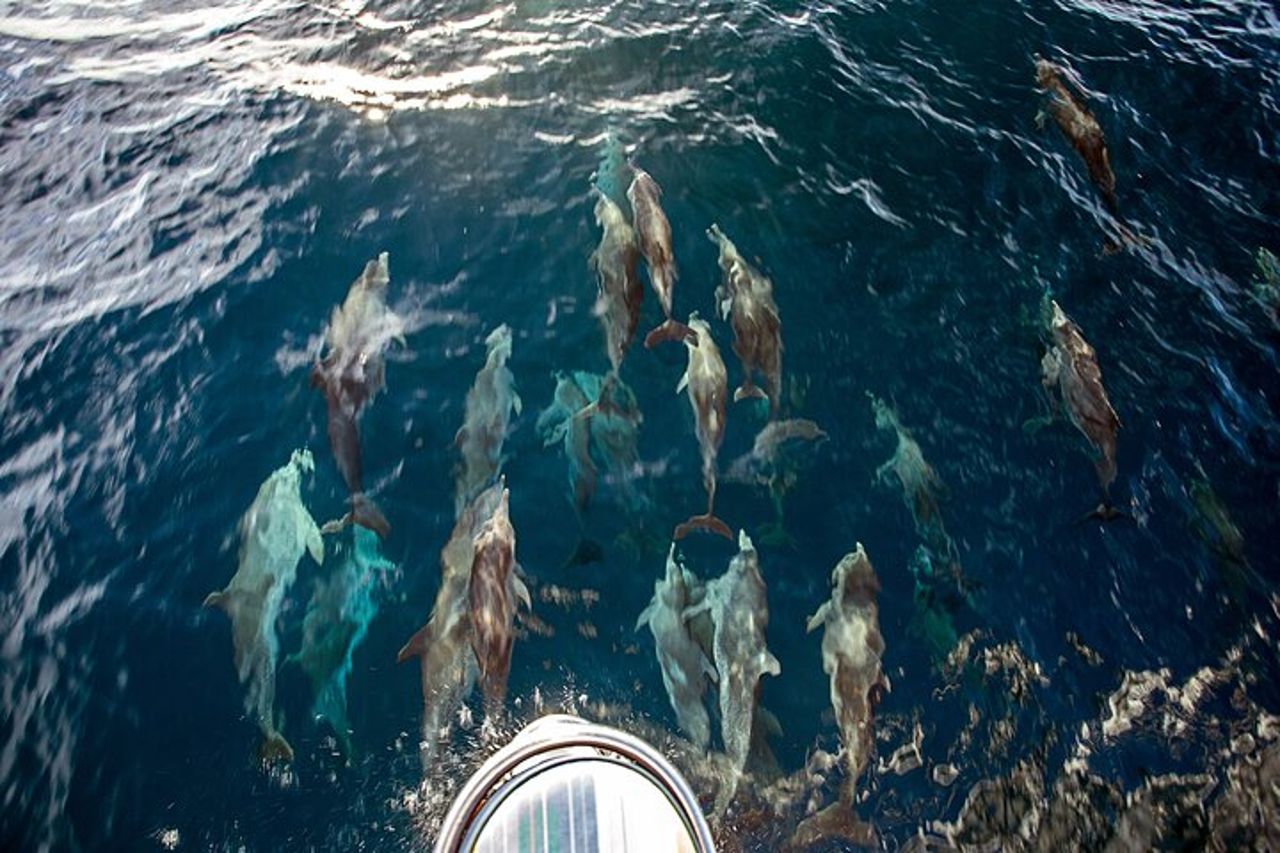 Vela e snorkeling a Norman Island e grotte — 4
