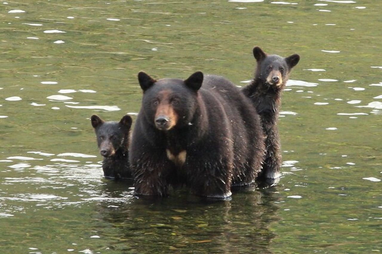 Tour privato personalizzato di 4 ore di Ketchikan (14 persone) Fauna selvatica + Altro — 2
